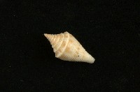 藏品(陀螺芋螺)的圖片